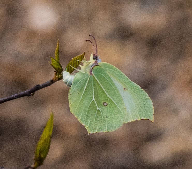 Brimstone 2019 - Roger Millard